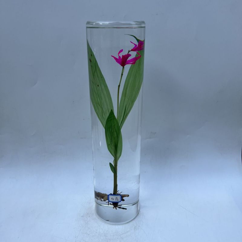 樹(shù)脂包埋-白芨
